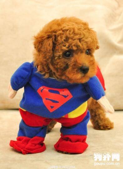 【狗狗衣服的选择】如何给不同身材的狗狗选择服装