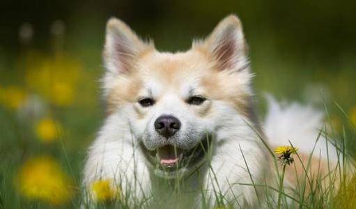 狗毛有狂犬病毒吗 狗毛有狂犬病毒吗