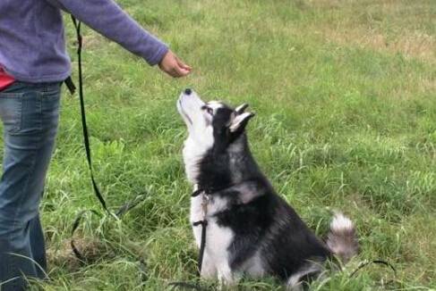 狗狗不听话怎么办 狗狗不听话怎么办