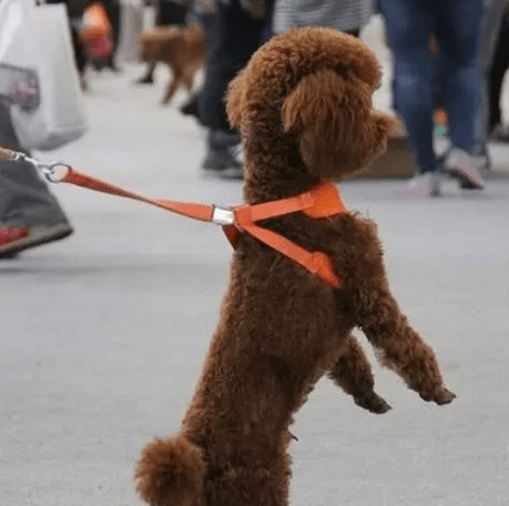小狗站立走动很讨人喜欢?主人家特别注意犬类脊椎承受能力,防止家犬受伤 小狗站立走动很讨人喜欢?主人家特别注意犬类脊椎承受能力,防止