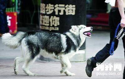 ���ﹷ����ѵ������