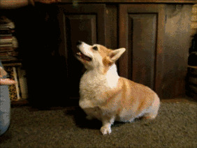 养宠物非常容易训狗难!怎么才能训练你要的狗狗? 养宠物非常容易训狗难!怎么才能训练你要的狗狗?