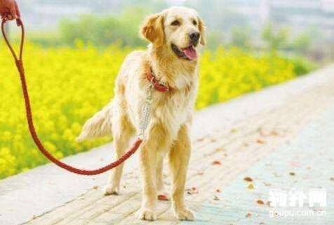 ���ѡ�񹷹�ǣ���������ӣ��Լ�������