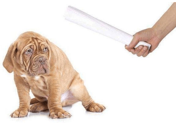 文化教育小狗别用这5种方式 ,它一定会喜欢上你 文化教育小狗别用这5种方式 ,它一定会喜欢上你