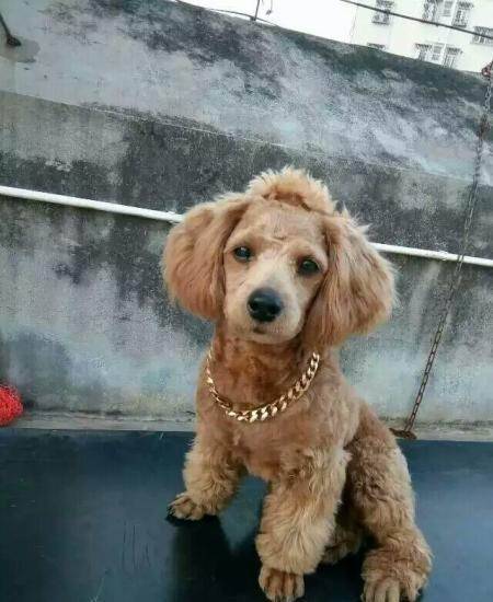 小泰迪直立行走训炼多久?如何训练泰迪站起走动? 小泰迪直立行走训炼多久?如何训练泰迪站起走动?