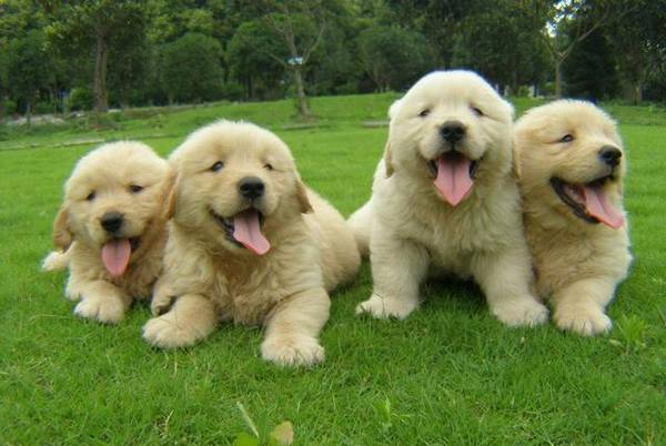 驯服宠物犬学习简易技能 驯服宠物犬学习简易技能