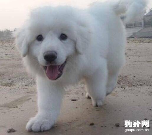 �����ֿ�ʼ�ҽ�����ô�죿ѵ���������ҽеķ���