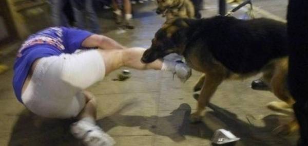 2种方法让小狗松掉咬人的嘴,期待你肯定不会采用 2种方法让小狗松掉咬人的嘴,期待你肯定不会采用