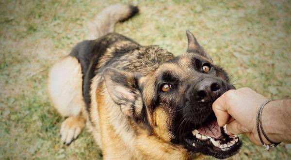 2种方法让小狗松掉咬人的嘴,期待你肯定不会采用 2种方法让小狗松掉咬人的嘴,期待你肯定不会采用