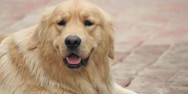 2种方法让小狗松掉咬人的嘴,期待你肯定不会采用 2种方法让小狗松掉咬人的嘴,期待你肯定不会采用