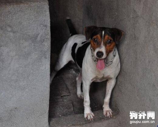 ��ë̫��С��Ȯ�۸񼰱�׼