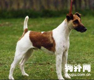 ����ë�Ժ�����׼����ë�Ժ����۸�|����|ѵ��|ͼƬ