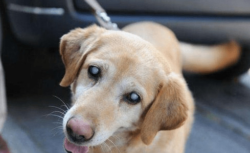 Ҫ�빷��ʹ�������������ӣ�����Ӧ���߶����ӹ���������֢��