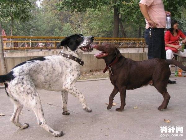 Ӣ��ָʾȮ�۸���������