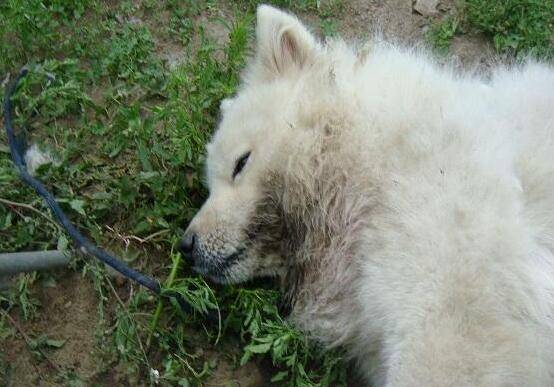 Ȯ���Ⱥ���֢����Щ����Щ����֢��֪����