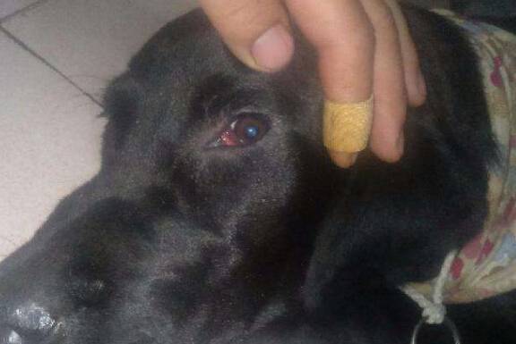 Ȯ���ȵ�֢״�����Ʒ���