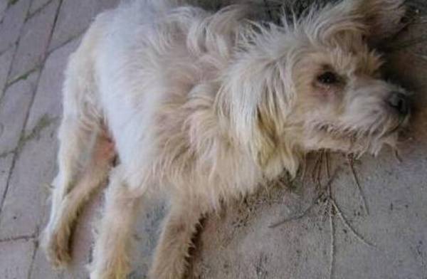 犬瘟热初期症状以及预防方法 犬瘟热初期症状以及预防方法