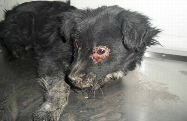 �����ᴫȾ������