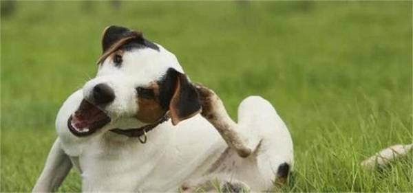 ��������˵Ȯ���ȣ��������F����Ӧ����ô�죿