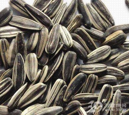 老年人少食葵瓜子