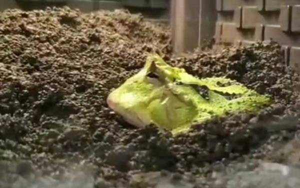 苏里南角蛙是什么蛙?