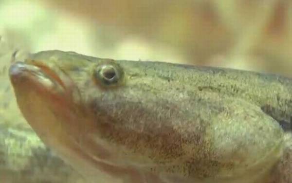 笋壳鱼是什么鱼?