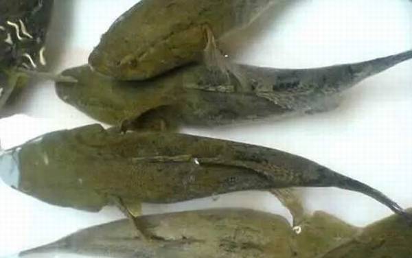 笋壳鱼是什么鱼?