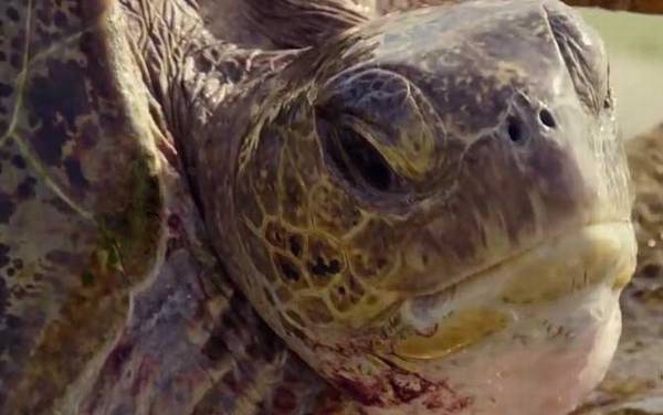 太平洋绿龟是什么龟?