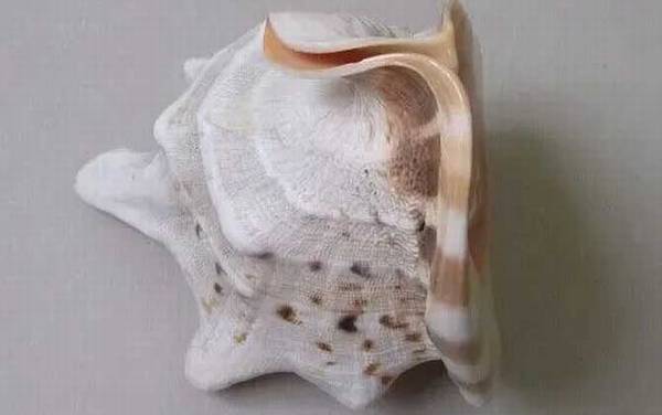 唐冠螺是什么动物?