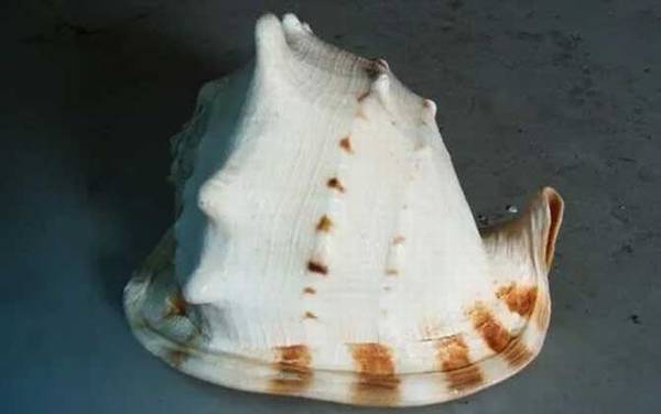 唐冠螺是什么动物?