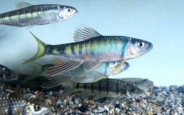 桃花鱼是什么鱼?