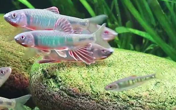 桃花鱼是什么鱼?