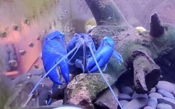 天空蓝魔虾是什么虾?