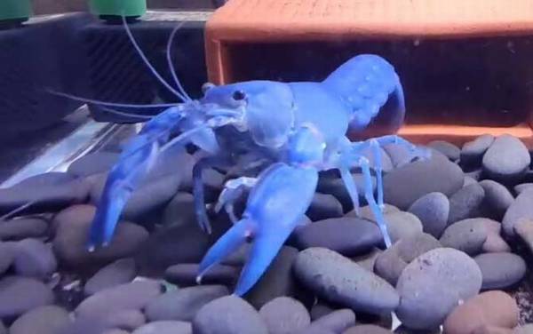 天空蓝魔虾是什么虾?