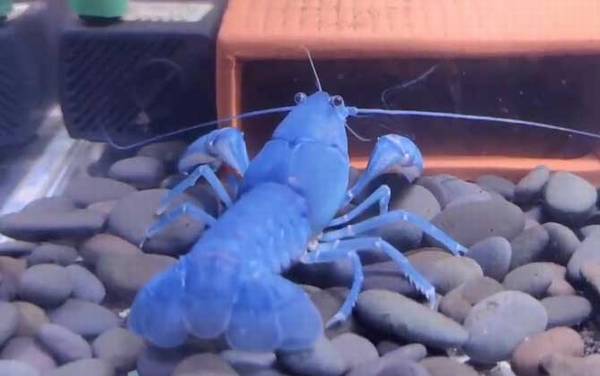 天空蓝魔虾是什么虾?