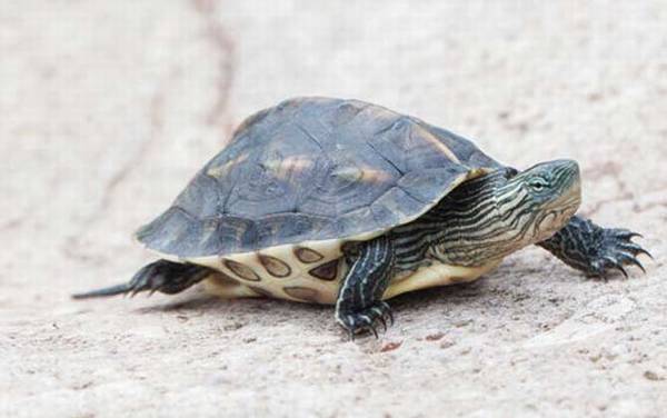 花龟是什么龟?