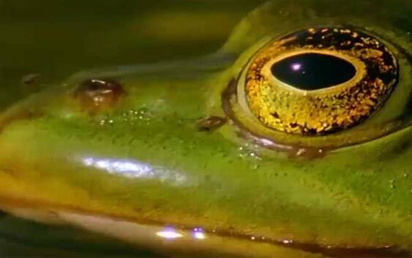 虎纹蛙是什么动物?