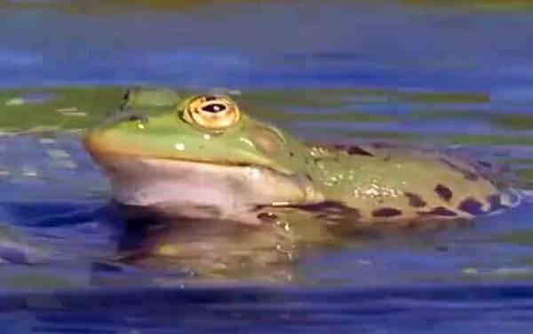 虎纹蛙是什么动物?