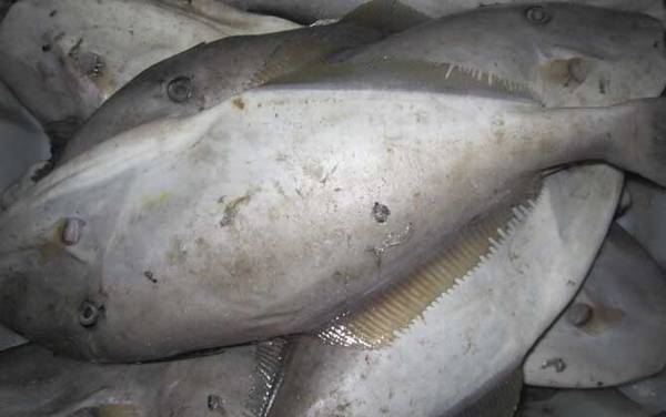 橡皮鱼是什么鱼?