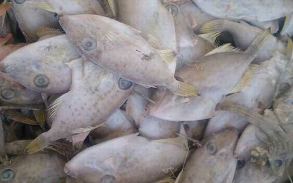 橡皮鱼是什么鱼?