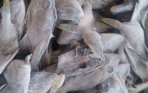 橡皮鱼是什么鱼?