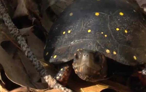 星点龟是什么龟?