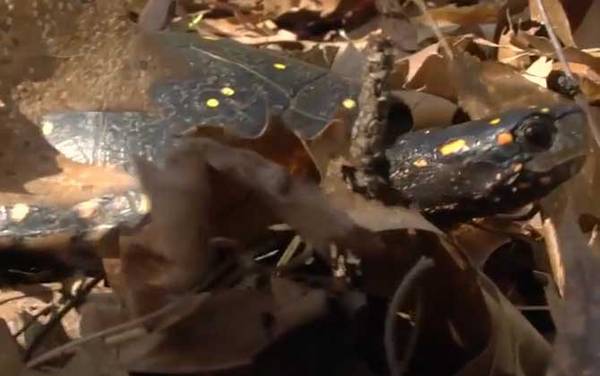 星点龟是什么龟?