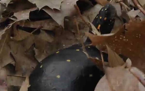 星点龟是什么龟?