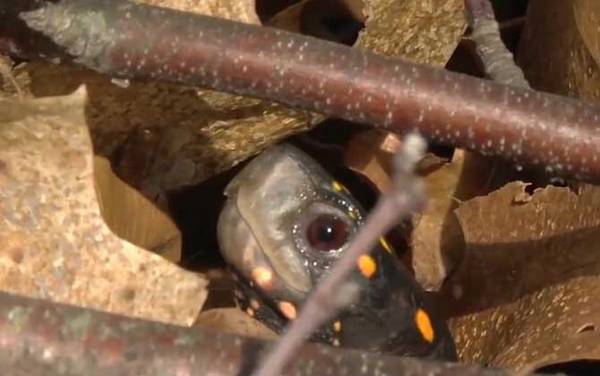 星点龟是什么龟?