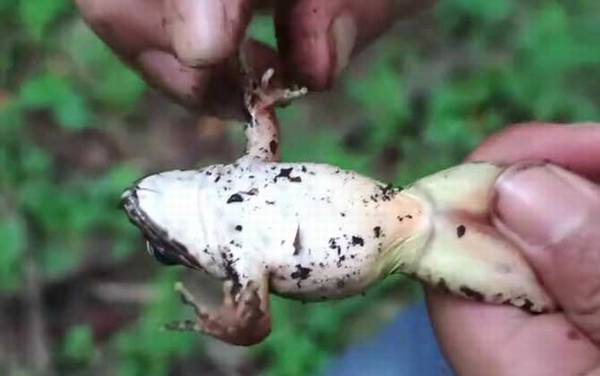 雪蛤是什么动物?