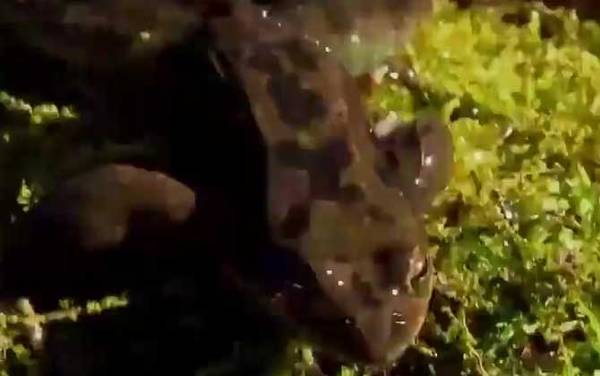 雪蛤是什么动物?