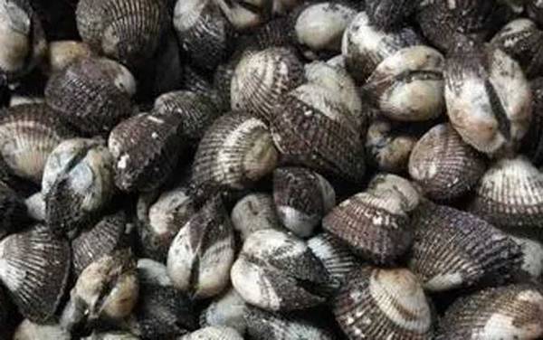 血蛤是什么动物?