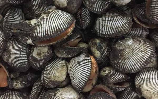 血蚶是什么动物?