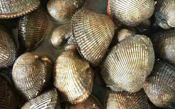 血蚶是什么动物?